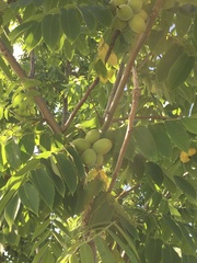 Sapindus mukorossi