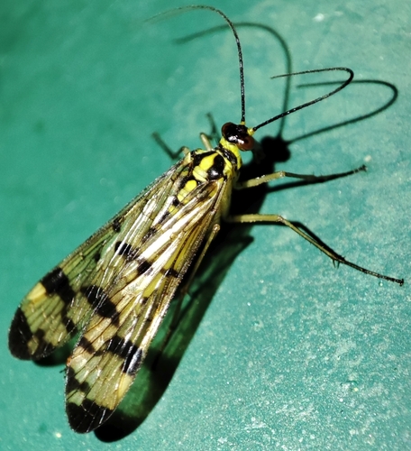 Common European Scorpionfly