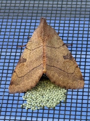 Bent-lined Dart