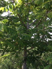 Sapindus mukorossi