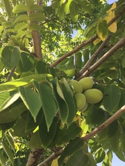 Sapindus mukorossi