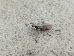 Naupactus xanthographus