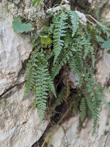 Smooth rock spleenwort