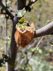 Fremontodendron californicum