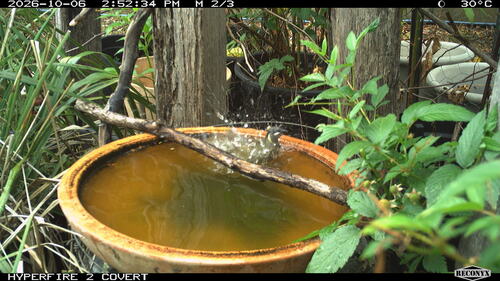 Lewin's Honeyeater
