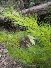 Caustis blakei