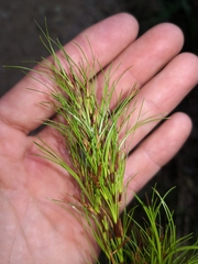 Caustis blakei