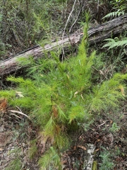 Caustis blakei