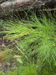 Caustis blakei