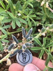Lupinus ammophilus