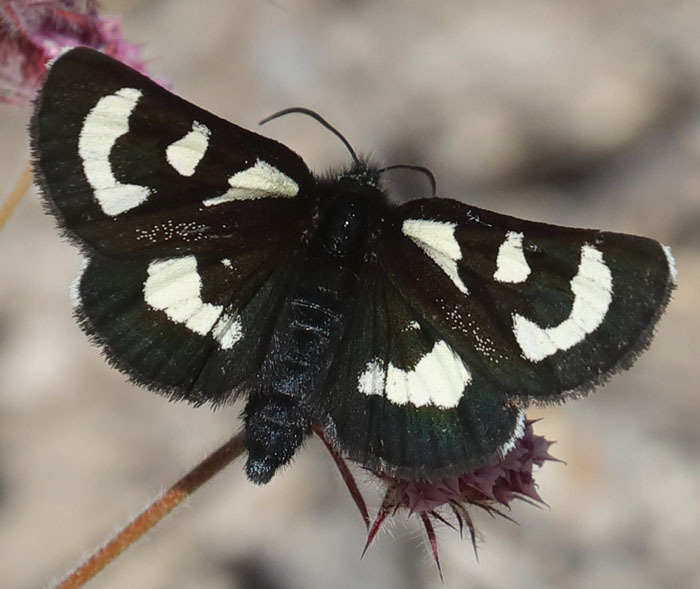 Mariposa Forester