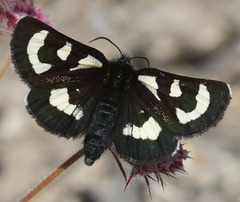 Alypia mariposa