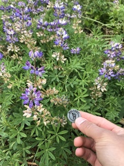 Lupinus ammophilus