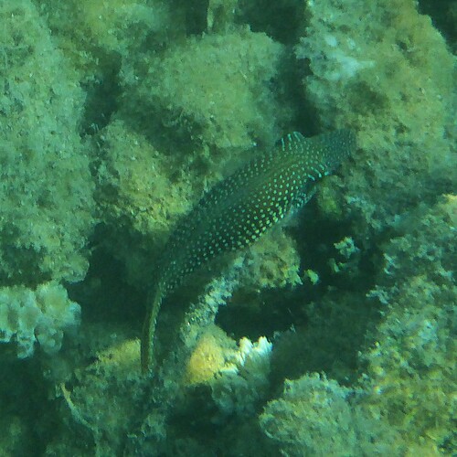 Canthigaster margaritata observed 2026-10-06