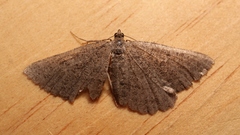 Rhoptria asperaria