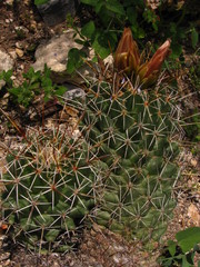 Coryphantha octacantha