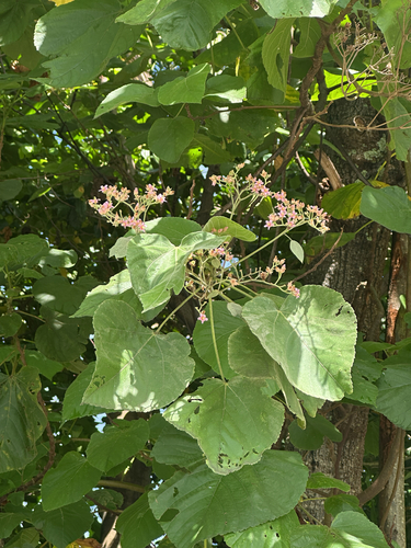 Melochia umbellata observed 2026-10-06