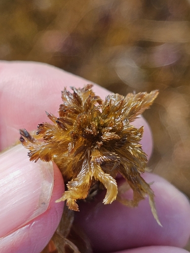 Sphagnum majus observed 2026-10-06