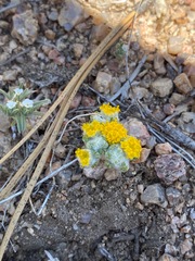 Eriophyllum pringlei