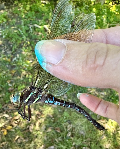 Shadow Darner
