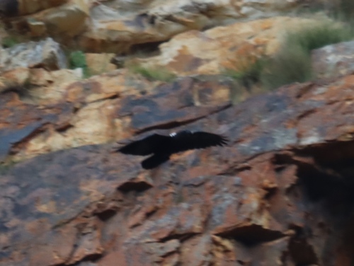 iNaturalist image