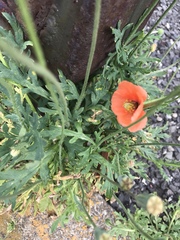 Papaver dubium