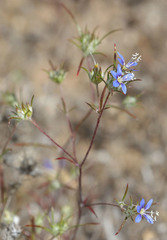 Eriastrum virgatum