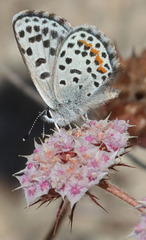Euphilotes bernardino