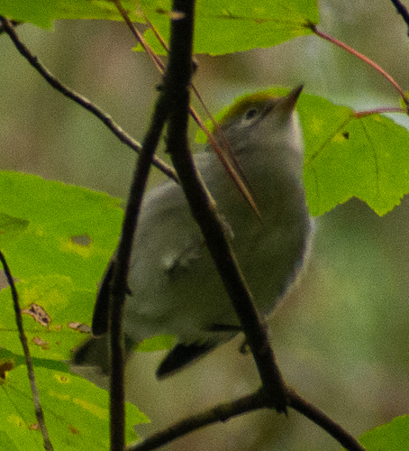 Chestnut-sided Warbler