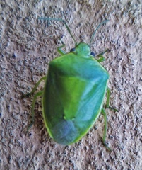 Glaucias