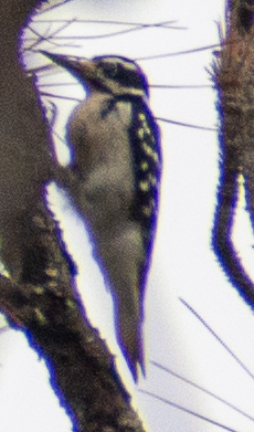 Hairy Woodpecker