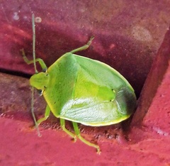 Glaucias