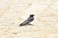 Hirundo rustica gutturalis