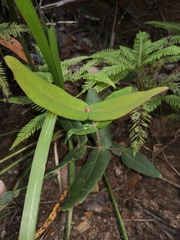 Angophora robur