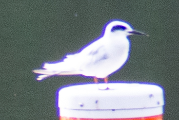 Forster's Tern