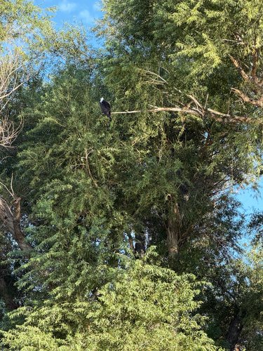 Osprey