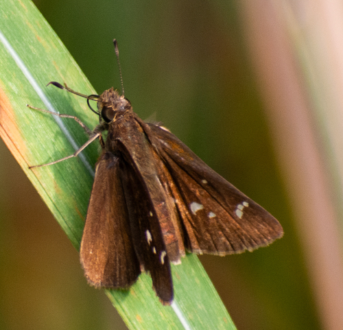 Clouded Skipper