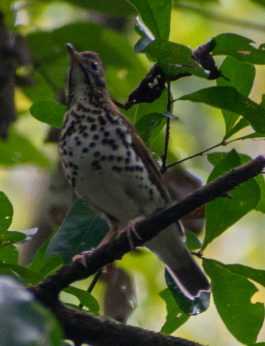 Wood Thrush
