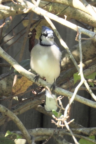 Blue Jay