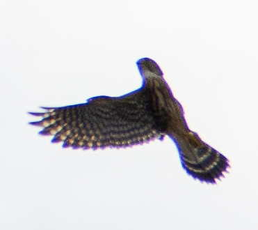 Merlin