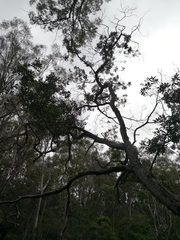 Tristaniopsis laurina