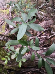 Tristaniopsis laurina