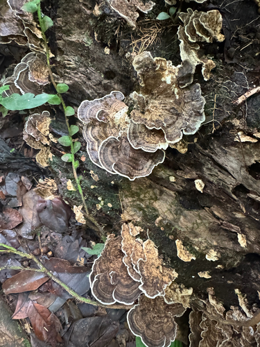 Trametes menziesii