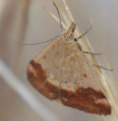 Pyrausta semirubralis