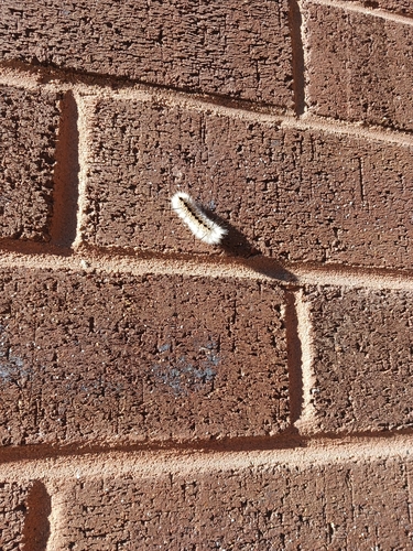 Hickory Tussock Moth