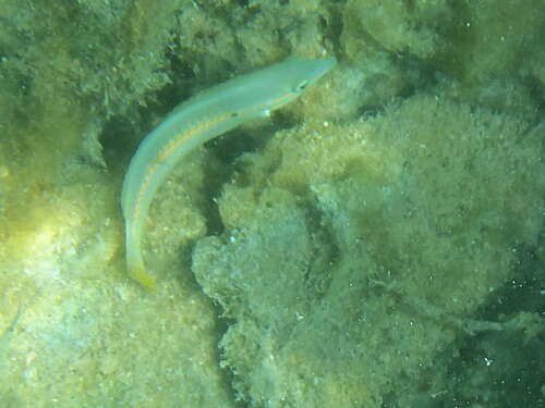 Halichoeres scapularis observed 2026-10-06