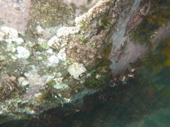 Austromegabalanus nigrescens