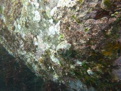 Austromegabalanus nigrescens