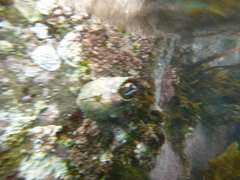 Austromegabalanus nigrescens