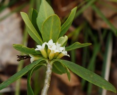 Daphne kamtschatica